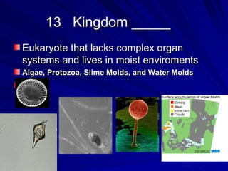 13 Kingdom _____
Eukaryote that lacks complex organ
systems and lives in moist enviroments
Algae, Protozoa, Slime Molds, and Water Molds
 