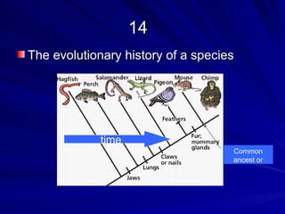 14
The evolutionary history of a species




             time
                                    Common
                                    ancest or
 