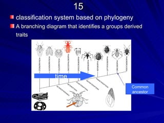 15
classification system based on phylogeny
A branching diagram that identifies a groups derived
traits




                time
                                               Common
                                               ancestor
 