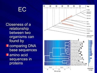 EC

Closeness of a
  relationship
  between two
  organisms can
  found by
  comparing DNA
  base sequences
  amino acid
  sequences in
  proteins
 