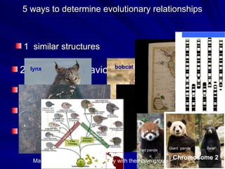 5 ways to determine evolutionary relationships



1 similar structures

                                   bobcat
2. breeding behavior
  lynx



3. geographic distribution

4. chromosome comparisons

5. biochemistry
                                                           Giant panda   Bear
                                            Red panda

   Make different sounds, mate only with their own group
                                                            Chromosome 2
 