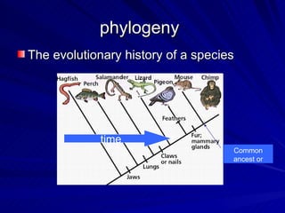 phylogeny
The evolutionary history of a species




             time
                                    Common
                                    ancest or
 