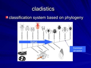 cladistics
classification system based on phylogeny




           time
                                  Common
                                  ancestor
 
