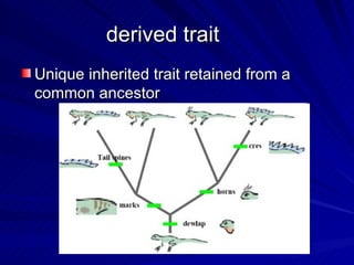 derived trait
Unique inherited trait retained from a
common ancestor
 