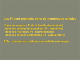 Les FI sont présents dans de nombreuse cellules
-Dans les noyaux ( FI de la famille des lamines)
- dans les cellules musculaires ( FI : desmines)
- dans les neurones (FI : neurofilaments
- dans les cellules épithéliales (FI : cytokératine)
Rôle : donnent aux cellules une stabilité mécanique
 