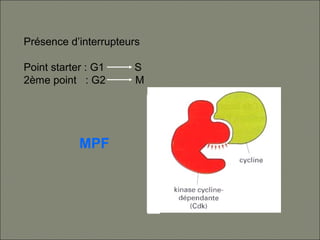 Présence d’interrupteurs
Point starter : G1 S
2ème point : G2 M
MPF
 