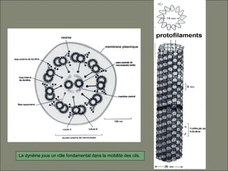 La dynéine joue un rôle fondamental dans la mobilité des cils.
 