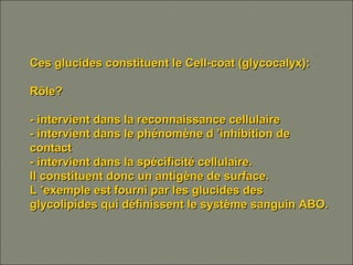 Ces glucides constituent le Cell-coat (glycocalyx):Ces glucides constituent le Cell-coat (glycocalyx):
Rôle?Rôle?
- intervient dans la reconnaissance cellulaire- intervient dans la reconnaissance cellulaire
- intervient dans le phénomène d ’inhibition de- intervient dans le phénomène d ’inhibition de
contactcontact
- intervient dans la spécificité cellulaire.- intervient dans la spécificité cellulaire.
Il constituent donc un antigène de surface.Il constituent donc un antigène de surface.
L ’exemple est fourni par les glucides desL ’exemple est fourni par les glucides des
glycolipides qui définissent le système sanguin ABO.glycolipides qui définissent le système sanguin ABO.
 