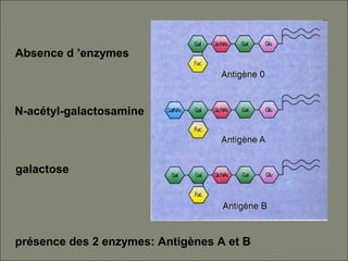 N-acétyl-galactosamine
galactose
Absence d ’enzymes
présence des 2 enzymes: Antigènes A et B
 