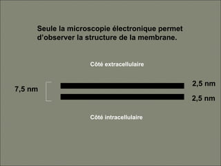Côté intracellulaire
Côté extracellulaire
7,5 nm
2,5 nm
2,5 nm
Seule la microscopie électronique permet
d’observer la structure de la membrane.
 