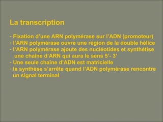 La transcription
- Fixation d’une ARN polymérase sur l’ADN (promoteur)
- l’ARN polymérase ouvre une région de la double hélice
- l’ARN polymérase ajoute des nucléotides et synthétise
une chaîne d’ARN qui aura le sens 5’- 3’
- Une seule chaîne d’ADN est matricielle
- la synthèse s’arrête quand l’ADN polymérase rencontre
un signal terminal
 