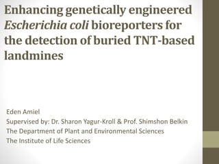 Enhancing genetically engineered
Escherichia coli bioreporters for
the detection of buried TNT-based
landmines
Eden Amiel
Supervised by: Dr. Sharon Yagur-Kroll & Prof. Shimshon Belkin
The Department of Plant and Environmental Sciences
The Institute of Life Sciences
 