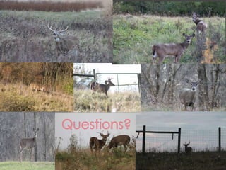 Bradford power point