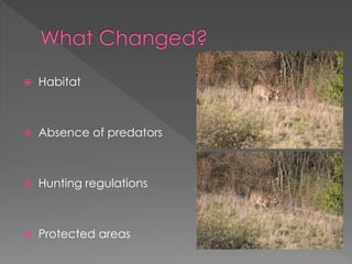  Habitat
 Absence of predators
 Hunting regulations
 Protected areas
 