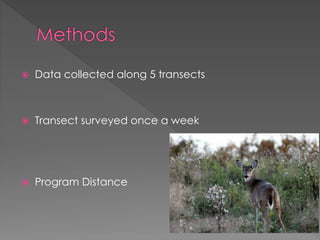  Data collected along 5 transects
 Transect surveyed once a week
 Program Distance
 