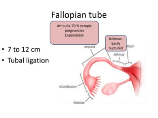 • 7 to 12 cm
• Tubal ligation
Fallopian tube
Ampulla-70 % ectopic
pregnancies
Expandable
Isthmus-
Easily
ruptured
 