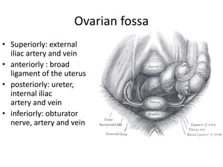 Ovarian fossa
• Superiorly: external
iliac artery and vein
• anteriorly : broad
ligament of the uterus
• posteriorly: ureter,
internal iliac
artery and vein
• inferiorly: obturator
nerve, artery and vein
 