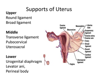 Supports of Uterus
Upper
Round ligament
Broad ligament
Middle
Transverse ligament
Pubocervical
Uterosacral
Lower
Urogenital diaphragm
Levator ani,
Perineal body
 