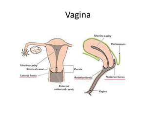 Vagina
 