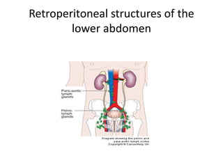 Retroperitoneal structures of the
lower abdomen
 