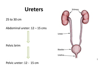 Ureters
25 to 30 cm
Abdominal ureter: 12 – 15 cms
Pelvic brim
Pelvic ureter: 12 - 15 cm
 