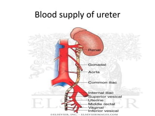 Blood supply of ureter
 
