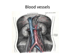 Blood vessels
 