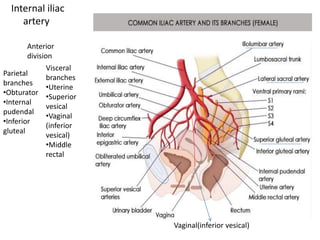 Internal iliac
artery
Vaginal(inferior vesical)
Anterior
division
Parietal
branches
•Obturator
•Internal
pudendal
•Inferior
gluteal
Visceral
branches
•Uterine
•Superior
vesical
•Vaginal
(inferior
vesical)
•Middle
rectal
 