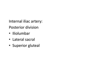 Internal iliac artery:
Posterior division
• Iliolumbar
• Lateral sacral
• Superior gluteal
 
