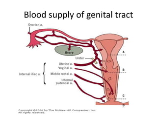 Blood supply of genital tract
 