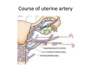 Course of uterine artery
 