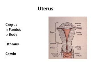 Uterus
Corpus
o Fundus
o Body
Isthmus
Cervix
.
 