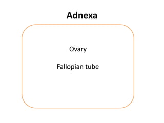Adnexa
Ovary
Fallopian tube
 