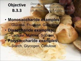 Objective B.3.3 Monosaccharide examples: Glucose, Fructose, Galactose Disaccharide examples: Lactose, Maltose, Sucrose Polysaccharide examples: Starch, Glycogen, Cellulose Describe the condensation of monosaccharides to form disaccharides and polysaccharides. 