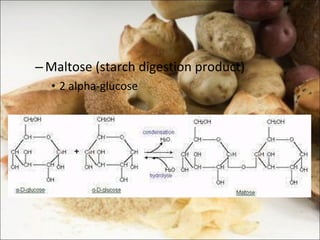 Maltose (starch digestion product) 2 alpha-glucose  