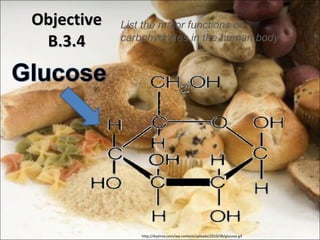 Objective B.3.4 http://drpinna.com/wp-content/uploads/2010/08/glucose.gif List the major functions of carbohydrates in the human body 