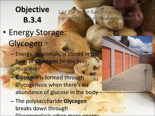 Objective B.3.4 Energy Storage: Glycogen Energy, in animals, is stored in the form of  Glycogen  (in the liver muscles) Glycogen  is formed through Glycogenesis when there ’s an abundance of glucose in the body The polysaccharide  Glycogen  breaks down through Glycogenolysis when more energy is needed  List the major functions of carbohydrates in the human body http://findstorageauctionriches.com/IMAGES/self-storage-units.jpg 