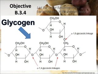 Objective B.3.4 List the major functions of carbohydrates in the human body http://themedicalbiochemistrypage.org/images/glycogen.jpg 
