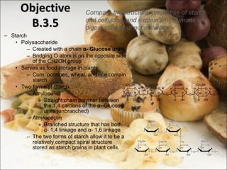 Starch Polysaccharide Created with a chain  α - Glucose units Bridging O atom is on the opposite side of the CH2OH group  Serves as food storage in plants Corn, potatoes, wheat, and rice contain starch Two forms of Starch Amylose Straight chain polymer between the 1,4 carbons of the  α - Glucose units (unbranched) Amylopectin  Branched structure that has both  α - 1,4 linkage and  α - 1,6 linkage The two forms of starch allow it to be a relatively compact spiral structure stored as starch grains in plant cells.  Objective B.3.5 Compare the structural properties of starch and cellulose, and explain why humans can digest starch but not cellulose.  