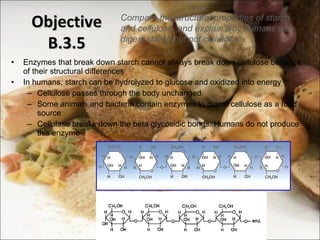 Enzymes that break down starch cannot always break down cellulose because of their structural differences In humans, starch can be hydrolyzed to glucose and oxidized into energy Cellulose passes through the body unchanged Some animals and bacteria contain enzymes to digest cellulose as a food source Cellulase breaks down the beta glycosidic bonds. Humans do not produce this enzyme Objective B.3.5 Compare the structural properties of starch and cellulose, and explain why humans can digest starch but not cellulose.  