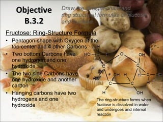 Objective B.3.2 Fructose: Ring-Structure Formula Pentagon-shape with Oxygen at the top center and 4 other Carbons Two bottom Carbons have one hydrogen and one  hydroxide The two side Carbons have one hydroxide and another carbon Hanging carbons have two hydrogens and one  hydroxide Draw the straight-chain and ring structural formulas of glucose and fructose The ring-structure forms when fructose is dissolved in water and undergoes and internal reaction 