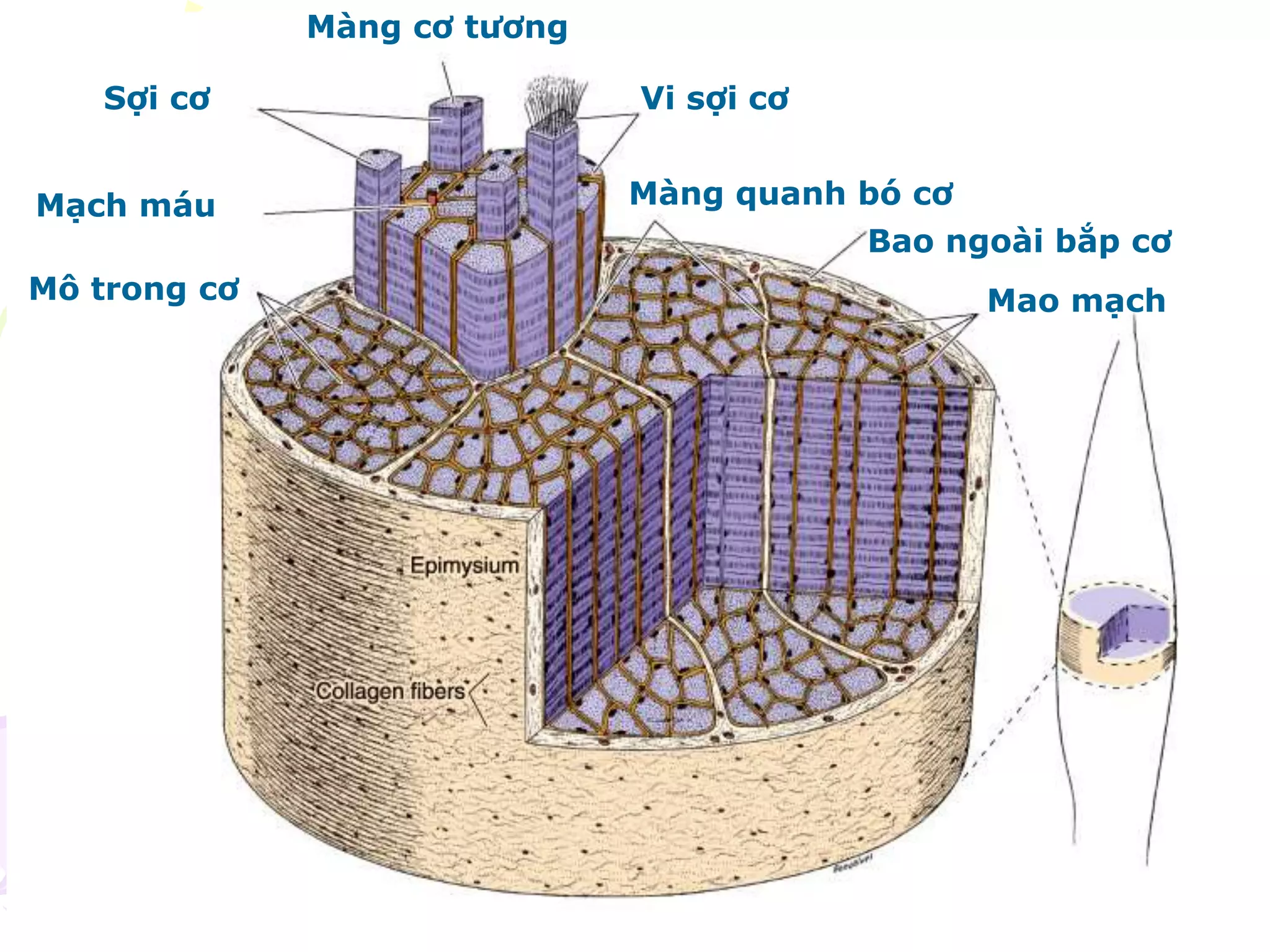 Màng cơ tương
Vi sợi cơ
Màng quanh bó cơ
Bao ngoài bắp cơ
Mao mạch
Sợi cơ
Mạch máu
Mô trong cơ
 