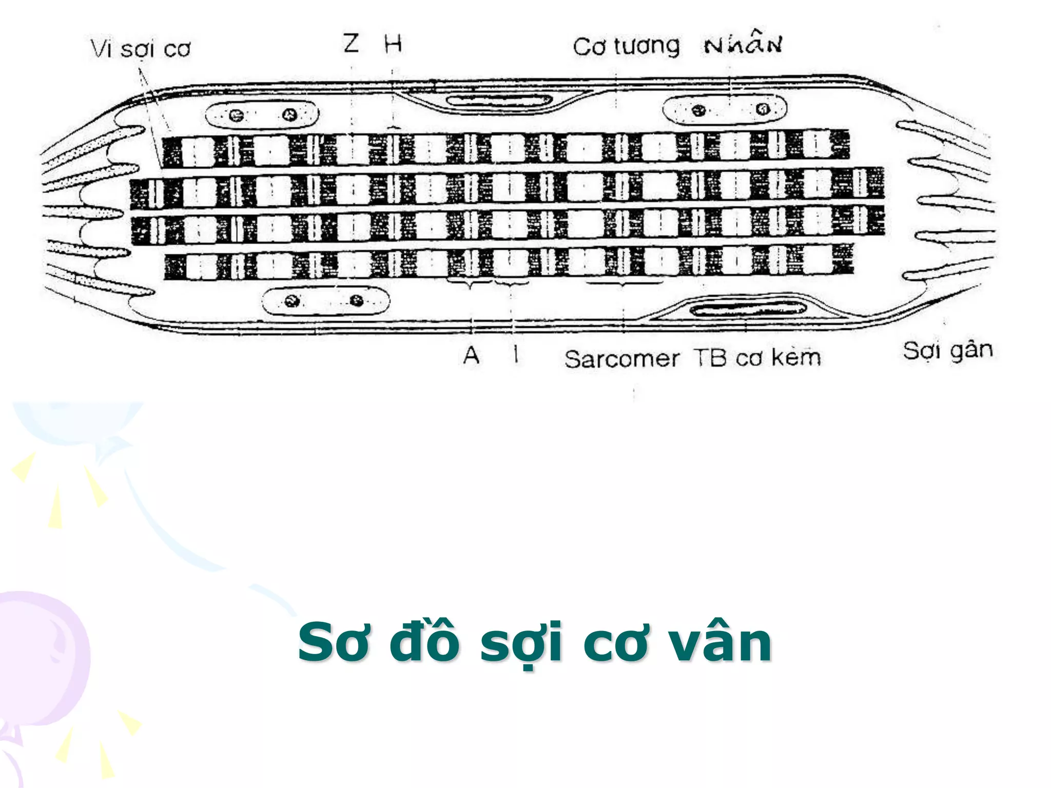 Sơ đồ sợi cơ vân
 