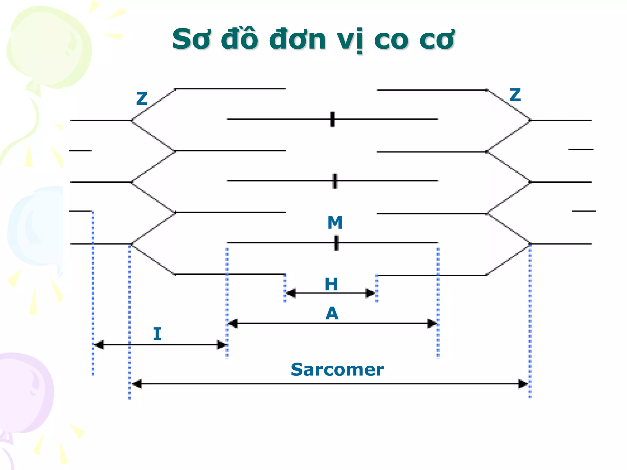 Sơ đồ đơn vị co cơ
H
M
A
I
Sarcomer
Z Z
 