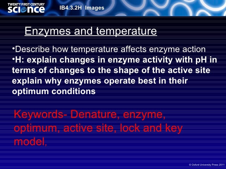 B4 03 enzymes and temperature