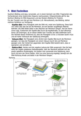 7. Blot-Techniken
Southern-Blotting wird dazu verwendet, um in einem Gemisch von DNA- Fragmenten das
Vorhandensein einer bestimmten Sequenz nachzuweisen. Entsprechendes gilt für das
Northern-Blotting für RNA-Sequenzen und das Western-Blotting für Proteine.
Für den Transfer vom Gel auf eine Membran (z.B. Nitrocellulose), das Blotting, stehen
mehrere Verfahren zur Verfügung:
 · Kapillar-Blot: Eine Flüssigkeit zieht die DNA mit, meist eine Salzlösung. Diese läuft
     von unten über das Gel auf die Membran, da sich darüber saugfähiges Material
     befindet. Die DNA bleibt dabei in den Maschen der Membran hängen. Wie der Name
     schon sagt, funktioniert der Kapillar-Blot durch die Kapillarkräfte. Es darf allerdings
     keine Luft eindringen, da an diesen Stellen kein Transfer der DNA stattfinden kann.
     Der Nachteil dieses Verfahrens ist, dass die Flüssigkeit 10 bis 12 Stunden laufen muss
     und ein hoher Verbrauch der Salzlösung einhergeht.
 · Vakuum-Blot: Die Flüssigkeit wird, ähnlich dem Kapillar-Blot durch die Membran
     gezogen, nur dass die Flüssigkeit von einem Vakuum durch Gel und Membran
     gezogen wird. Der Vorteil hier gegenüber dem Kapillar-Blot besteht darin, dass er
     sparsamer und schneller ist.
 · Elektro-Blot: Hierbei wird die negative Ladung der DNA ausgenutzt. Das Gel liegt
     nahe der negativ geladenen Kathodenplatte, über der Membran befindet sich die
     positiv geladene Anodenplatte. Am besten man verwendet eine Salzlösung, denn
     durch sie kann der Strom fließen. Wird nun eine Sannung angelegt, bewegt sich die
     DNA Richtung Anode und bleibt in der Membran hängen.
 Ramona
 