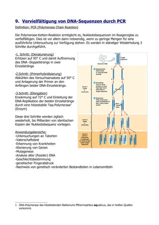 9. Vervielfältigung von DNA-Sequenzen durch PCR
Definition: PCR (Polymerase Chain Reaction)

Die Polymerase-Ketten-Reaktion ermöglicht es, Nukleotidsequenzen im Reagenzglas zu
verfielfältigen. Dies ist vor allem dann notwendig, wenn zu geringe Mengen für eine
ausführliche Untersuchung zur Verfügung stehen. Es werden in ständiger Wiederholung 3
Schritte durchgeführt.

•1.Schritt: (Denaturierung)
Erhitzen auf 95° C und damit Auftrennung
des DNA -Doppelstrangs in zwei
Einzelstränge

•2.Schritt:
         (Primerhybridisierung)
Abkühlen des Versuchsansatzes auf 50° C
und Anlagerung der Primer an den
Anfängen beider DNA-Einzelstränge.

•3.Schritt:
          (Elongation)
Erwärmung auf 72° C und Einleitung der
DNA-Replikation der beiden Einzelstränge
durch eine hitzestabile Taq-Polymerase1
(Enzym)

Diese drei Schritte werden zigfach
wiederholt, bis Milliarden von identischen
Kopien der Nukleotidsequenz vorliegen.

Anwendungsbereiche:
-Untersuchungen an Tatorten
-Vaterschaftstest
-Erkennung von Krankheiten
-Klonierung von Genen
-Mutagenese
-Analyse alter (fossiler) DNA
-Geschlechtsbestimmung
-genetischer Fingerabdruck
-Nachweis von genetisch veränderten Bestandteilen in Lebensmitteln




1 DNA-Polymerase des hitzeliebenden Bakteriums Tthermophilus aquaticus, das in heißen Quellen
  vorkommt.
 