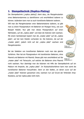 1. Stempeltechnik (Replica-Plating)
Die Stempeltechnik („replica plating“) dient dazu, die Mangelmutanten
eines Bakterienstammes zu identifizieren und anschließend isolieren zu
können. Außerdem kann man so auch transfizierte Bakterien isolieren.
Will man die Mangelmutanten einer Bakterienkolonie isolieren, so gibt
man zu einem Flüssigmedium mit Bakterien ein Mutagen hinzu, wie zum
Beispiel Histidin. Nun gibt man dieses Flüssigmedium auf einen
Nährboden, auf die „replica plate“ und lässt die Kolonien dort wachsen.
Mit einem Samtstempel kopiert man die „master plate“ auf die „replica
plate“, auf der kein Histidin vorhanden ist. Die Kolonien, die auf der
„master plate“, jedoch nicht auf der „replica plate“ wachsen sind
Mangelmutanten.


Bei der Selektion von transfizierten Bakterien nutzt man das gleiche
Verfahren. Man hat ein Flüssigmedium mit transfizierten Bakterien, ohne
Plasmid und Bakterien mit Plasmid. Dieses gibt man anschließend auf die
„master plate“ mit Tetracyclin, auf welcher die Bakterien ohne Plasmid
nicht wachsen. Nun überträgt man die Kolonien mit Hilfe der Stempeltechnik auf ein
Medium mit Ampicilin, die „replica plate“. Im Rückschlußverfahren kann man somit die
transfizierten Bakterien herausfinden. Denn an den Stellen, an denen zuvor auf der
„master plate“ Kolonien gewachsen sind, wachsen nun auf Grund der fehlenden Amp-
Resistenz, auf der replica plate nicht mehr.
 