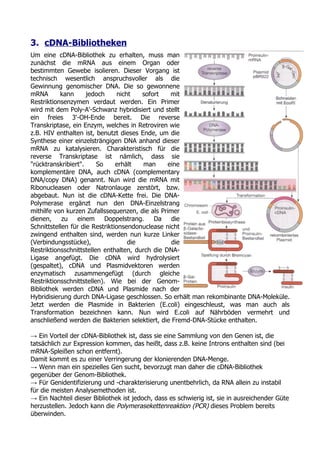 3. cDNA-Bibliotheken
Um eine cDNA-Bibliothek zu erhalten, muss man
zunächst die mRNA aus einem Organ oder
bestimmten Gewebe isolieren. Dieser Vorgang ist
technisch wesentlich anspruchsvoller als die
Gewinnung genomischer DNA. Die so gewonnene
mRNA       kann      jedoch      nicht   sofort   mit
Restriktionsenzymen verdaut werden. Ein Primer
wird mit dem Poly-A'-Schwanz hybridisiert und stellt
ein freies 3'-OH-Ende bereit. Die reverse
Transkriptase, ein Enzym, welches in Retroviren wie
z.B. HIV enthalten ist, benutzt dieses Ende, um die
Synthese einer einzelsträngigen DNA anhand dieser
mRNA zu katalysieren. Charakteristisch für die
reverse Transkriptase ist nämlich, dass sie
"rücktranskribiert".     So     erhält   man     eine
komplementäre DNA, auch cDNA (complementary
DNA/copy DNA) genannt. Nun wird die mRNA mit
Ribonucleasen oder Natronlauge zerstört, bzw.
abgebaut. Nun ist die cDNA-Kette frei. Die DNA-
Polymerase ergänzt nun den DNA-Einzelstrang
mithilfe von kurzen Zufallssequenzen, die als Primer
dienen,     zu   einem      Doppelstrang.    Da   die
Schnittstellen für die Restriktionsendonuclease nicht
zwingend enthalten sind, werden nun kurze Linker
(Verbindungsstücke),                 die          die
Restriktionsschnittstellen enthalten, durch die DNA-
Ligase angefügt. Die cDNA wird hydrolysiert
(gespaltet), cDNA und Plasmidvektoren werden
enzymatisch zusammengefügt (durch gleiche
Restriktionsschnittstellen). Wie bei der Genom-
Bibliothek werden cDNA und Plasmide nach der
Hybridisierung durch DNA-Ligase geschlossen. So erhält man rekombinante DNA-Moleküle.
Jetzt werden die Plasmide in Bakterien (E.coli) eingeschleust, was man auch als
Transformation bezeichnen kann. Nun wird E.coli auf Nährböden vermehrt und
anschließend werden die Bakterien selektiert, die Fremd-DNA-Stücke enthalten.

→ Ein Vorteil der cDNA-Bibliothek ist, dass sie eine Sammlung von den Genen ist, die
tatsächlich zur Expression kommen, das heißt, dass z.B. keine Introns enthalten sind (bei
mRNA-Spleißen schon entfernt).
Damit kommt es zu einer Verringerung der klonierenden DNA-Menge.
→ Wenn man ein spezielles Gen sucht, bevorzugt man daher die cDNA-Bibliothek
gegenüber der Genom-Bibliothek.
→ Für Genidentifizierung und -charakterisierung unentbehrlich, da RNA allein zu instabil
für die meisten Analysemethoden ist.
→ Ein Nachteil dieser Bibliothek ist jedoch, dass es schwierig ist, sie in ausreichender Güte
herzustellen. Jedoch kann die Polymerasekettenreaktion (PCR) dieses Problem bereits
überwinden.
 