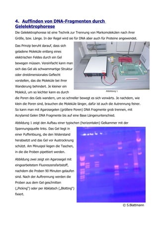 4. Auffinden von DNA-Fragmenten durch
Gelelektrophorese
Die Gelelektrophorese ist eine Technik zur Trennung von Markomolekülen nach ihrer
Größe, bzw. Länge. In der Regel wird sie für DNA aber auch für Proteine angewendet.

Das Prinzip beruht darauf, dass sich
geladene Moleküle entlang eines
elektrischen Feldes durch ein Gel
bewegen müssen. Vereinfacht kann man
sich das Gel als schwammartige Struktur
oder dreidimensionales Geflecht
vorstellen, das die Moleküle bei ihrer
Wanderung behindert. Je kleiner ein
                                                                Abbildung 1
Molekül, um so leichter kann es durch
die Poren des Gels wandern, um so schneller bewegt es sich vorwärts. Je nachdem, wie
klein die Poren sind, brauchen die Moleküle länger, dafür ist auch die Autrennung feiner.
So kann man mit Agarosegelen (größere Poren) DNA Fragmente grob trennen, mit
Acrylamid Gelen DNA Fragmente bis auf eine Base Längenunterschied.

Abbildung 1 zeigt den Aufbau einer typischen (horizontalen) Gelkammer mit der
Spannungsquelle links. Das Gel liegt in
einer Pufferlösung, die den Widerstand
herabsetzt und das Gel vor Austrocknung
schützt. Am Minuspol liegen die Taschen,
in die die Proben pipettiert werden.

Abbildung zwei zeigt ein Agarosegel mit
eingearbeitetem Fluoreszensfarbstoff,
nachdem die Proben 90 Minuten gelaufen
sind. Nach der Auftrennung werden die
Proben aus dem Gel geschnitten
(„Picking“) oder per Abklatsch („Blotting“)
fixiert.


                                                                              © S.Blattmann
 